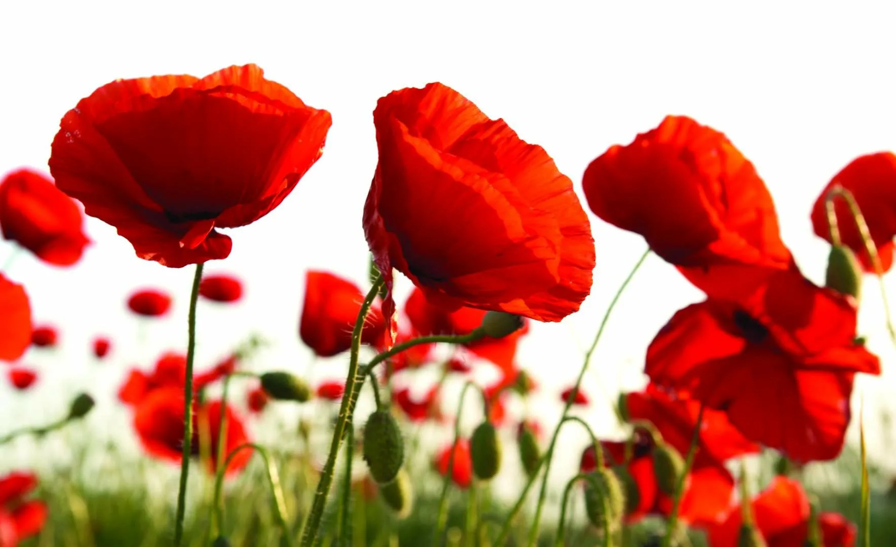 Дни памяти и  примирения, посвященные памяти жертв Второй мировой войны