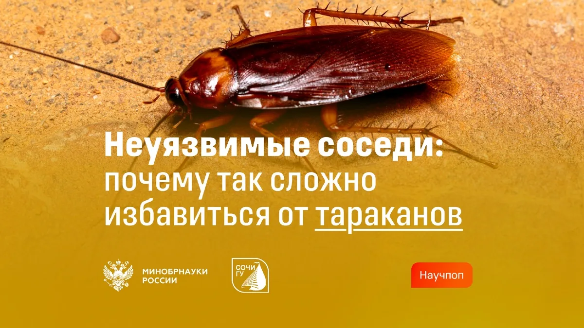 СочиГУ в рубрике «Научпоп» Минобрнауки России 