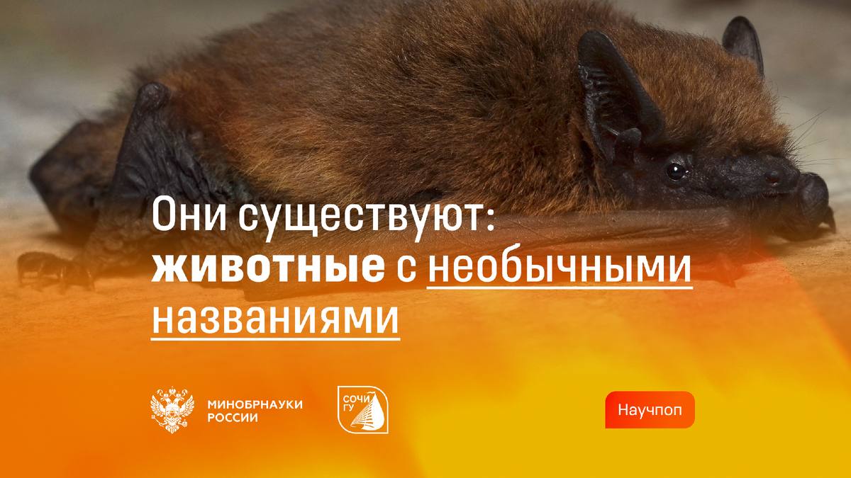 Комментарий эксперта СочиГУ в рубрике Минобрнауки РФ